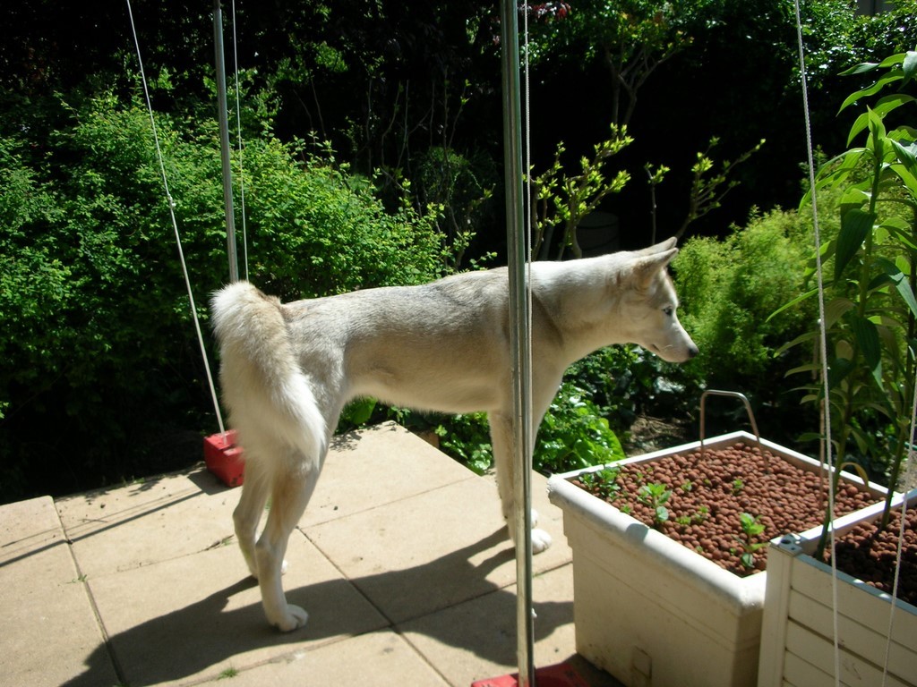 siberian-husky  sur la terrasse 1101