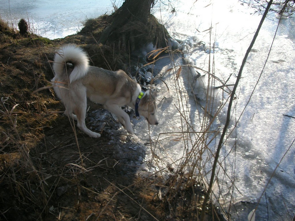 siberian-husky xplore la glace 1101