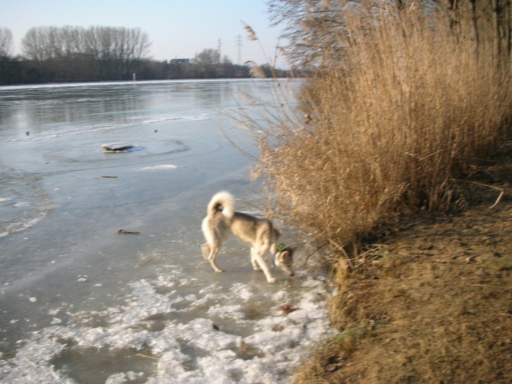 siberian-husky promenade d'hiver  1101