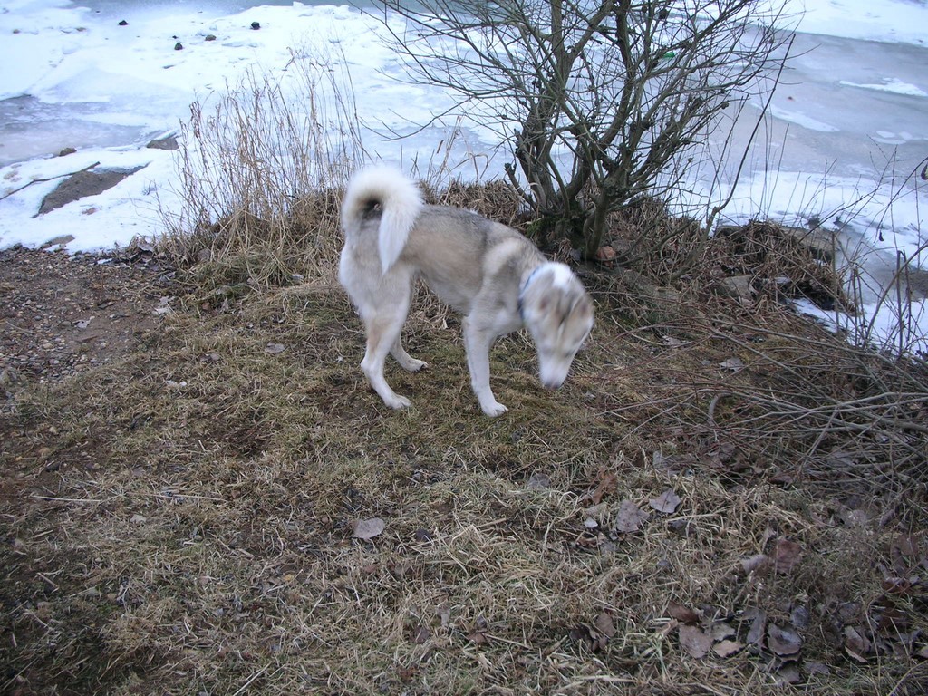 siberian-husky la Saône a gelé 1101