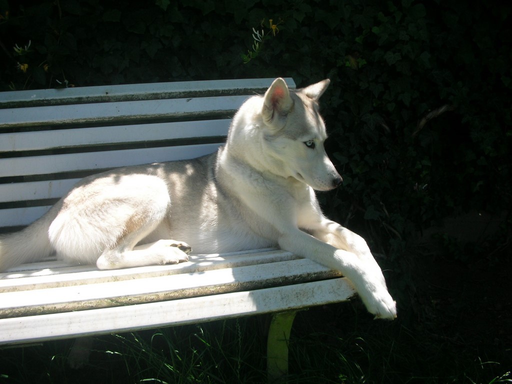 siberian-husky encore sur le banc 1101