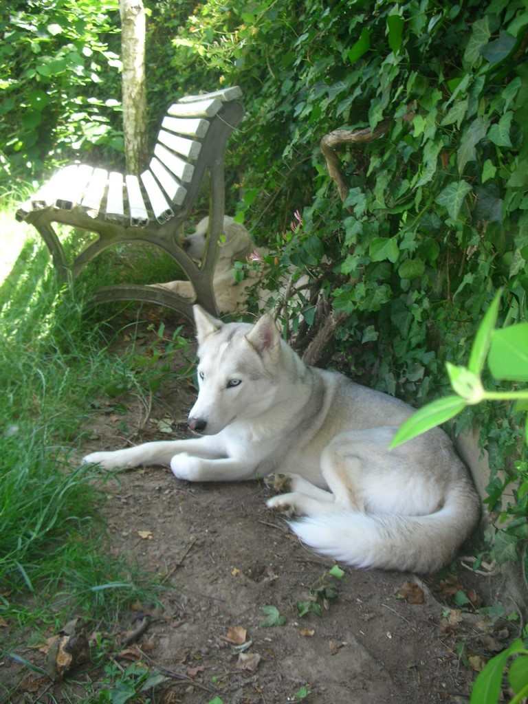 siberian-husky au jardin avec sa copine 1201