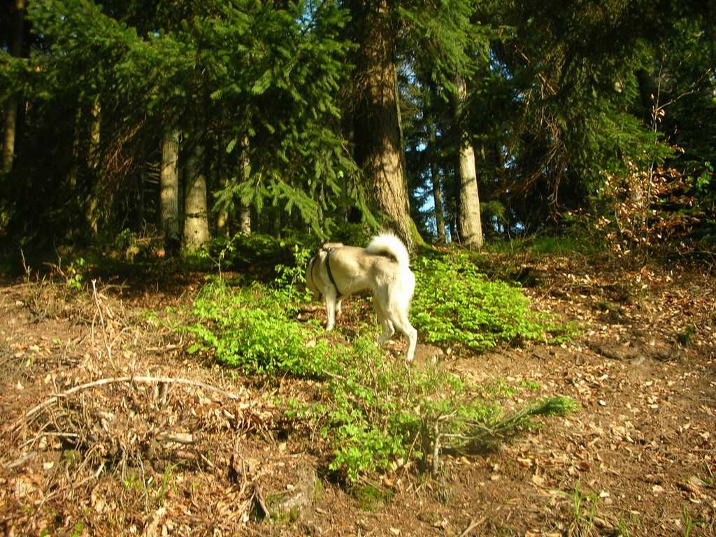 siberian-husky  en forêt 1301