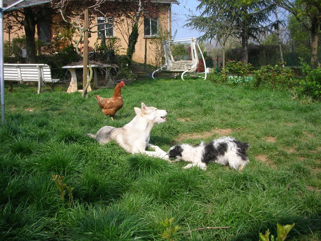 siberian-husky avec poule et copine 1401