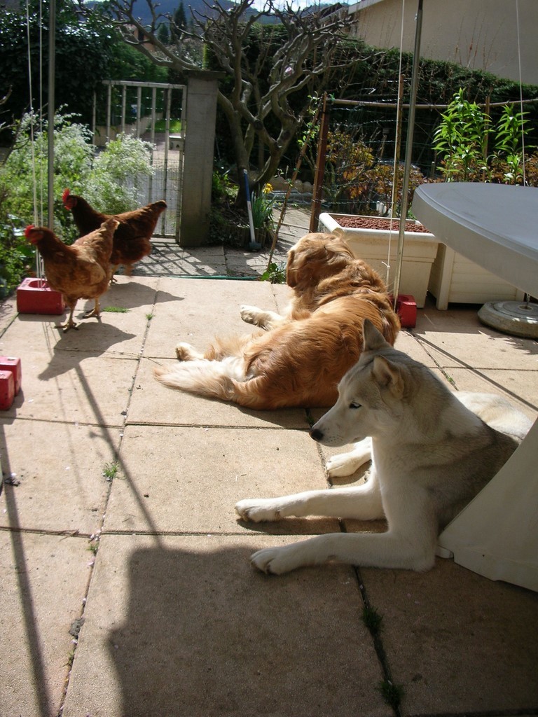 siberian-husky terrasse et poules 1401