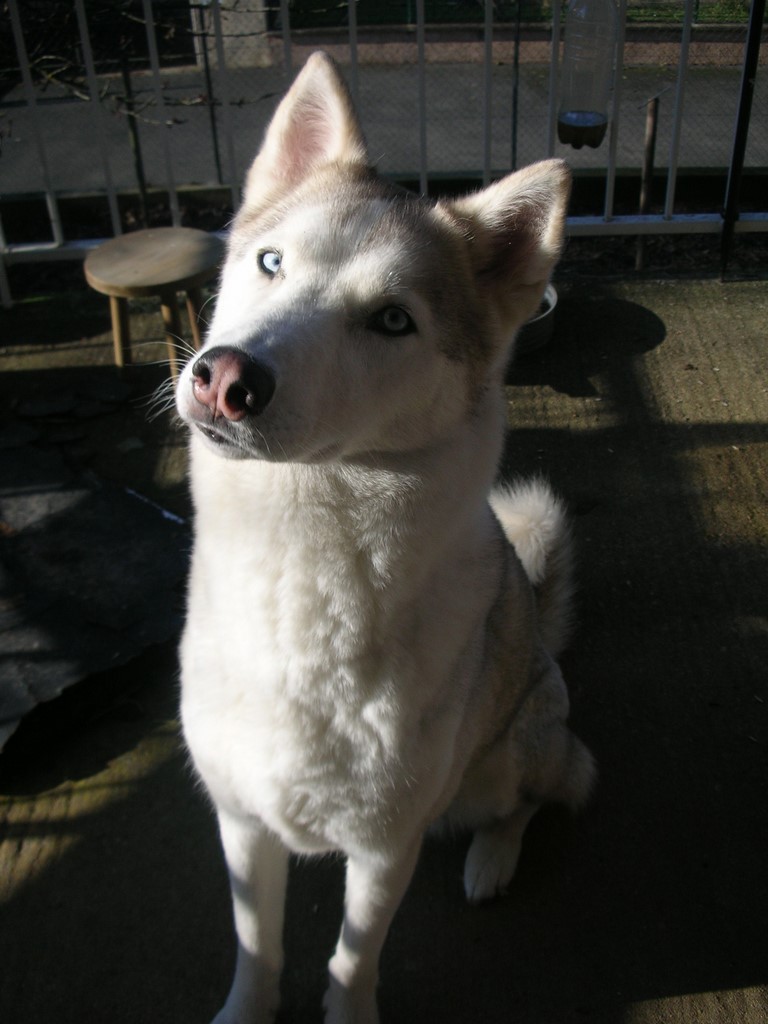 siberian-husky  toujours belle 1501