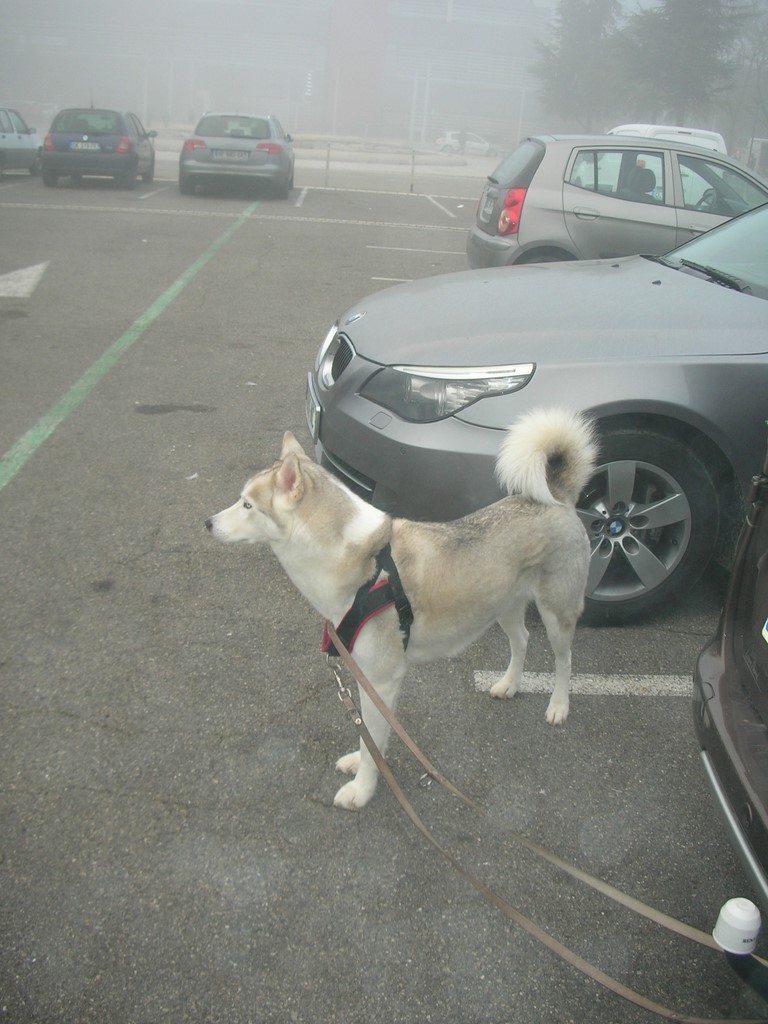 siberian-husky  avant la viiste 1601