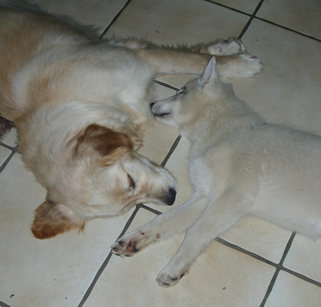 Golden retriever et Siberian Husky 180616