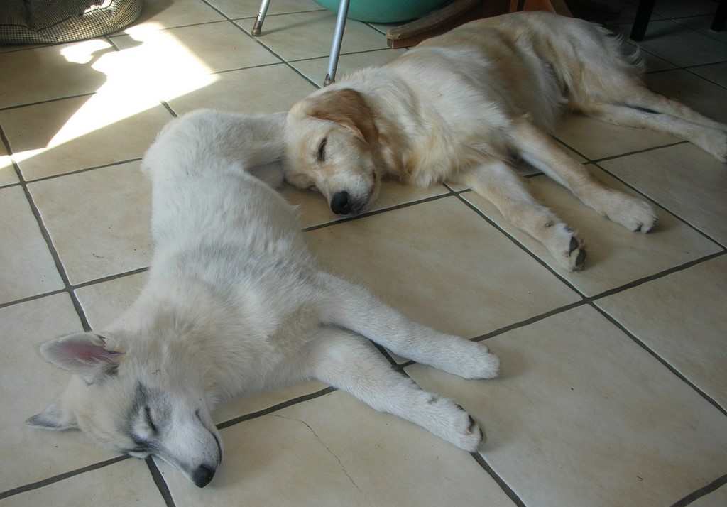deux chiens visiteurs au repos