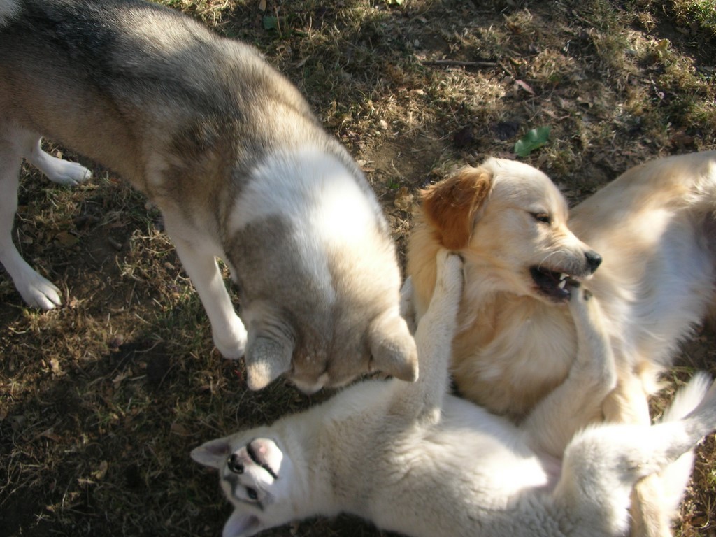 trois chiens jouent, un golden retriever et deux husky. Ils se chamaillent joyeusement, en se mordant et en se tirant les pattes. L'atmosphère est amicale