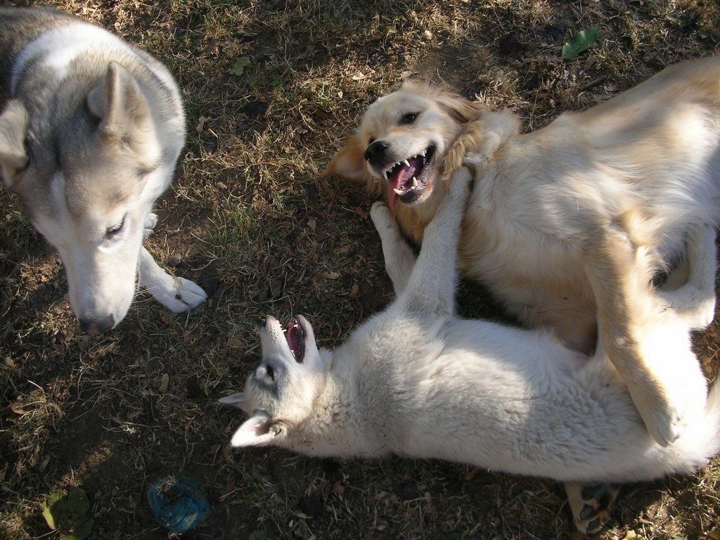 3 chiens qui jouent ensemble sur un sol herbeux. 2 chiens sont allongés par terre, l'un est un husky et l'autre un golden retriever. Le 3ème chien est à côté