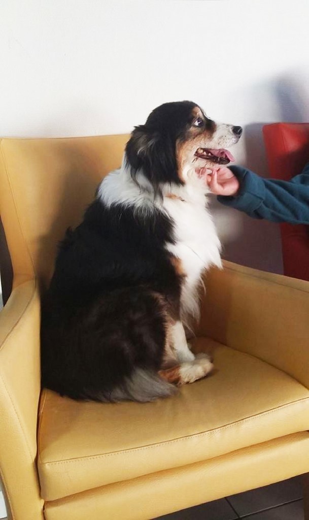 chien visiteur berger australien 181129