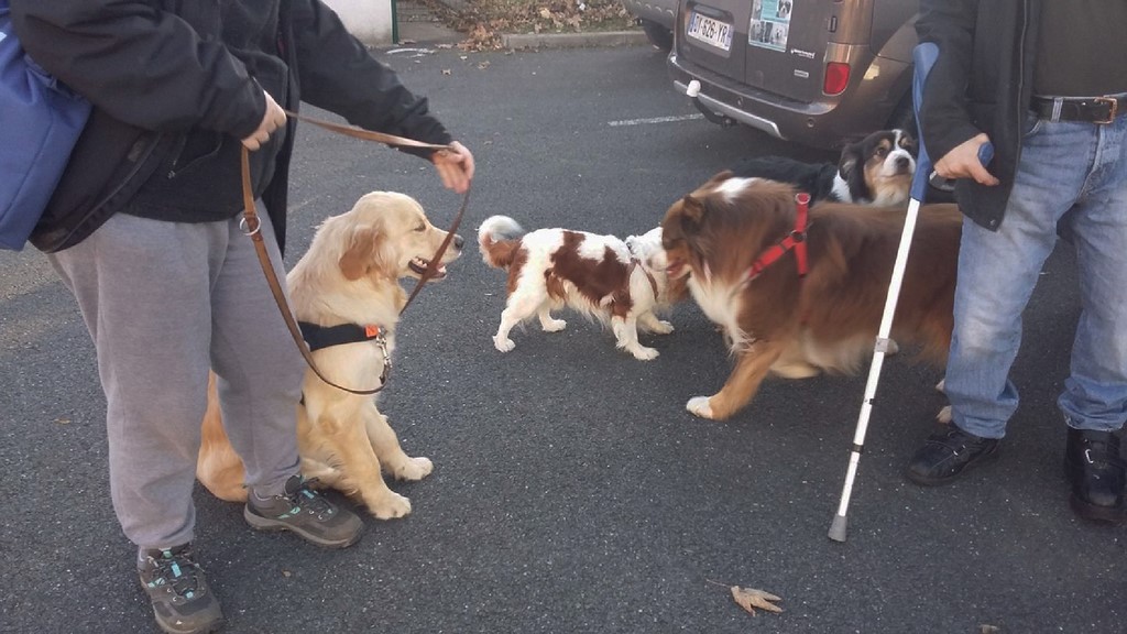 chiens visiteurs 181129