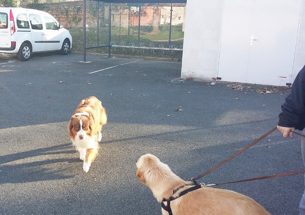 deux chiens visiteurs 181129
