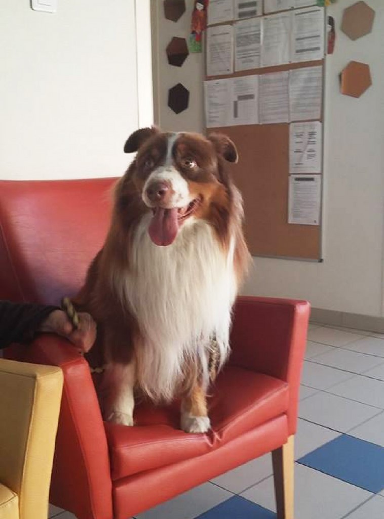 le chien visiteur berger australien 181129