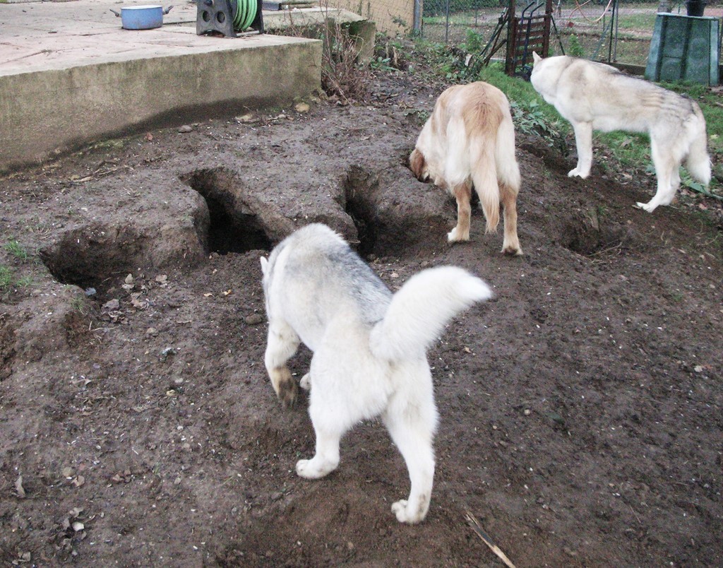 2 husky et 1 golden retriever, sont en train d'explorer des trous. 2 chiens sont concentrés sur des trous dans le sol, alors qu'un 3ème se tient plus loin