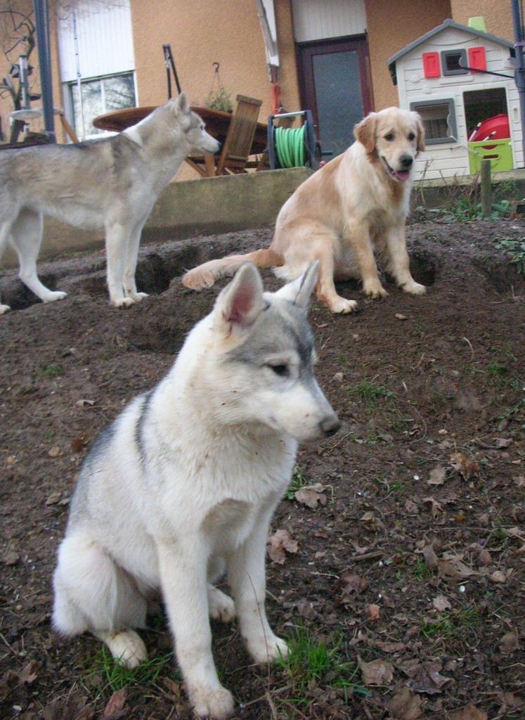 Un husky gris, un golden retriever et un autre husky sont assis dans un jardin dont le sol est composé de terre . Les chiens semblent se détendre et en attente.