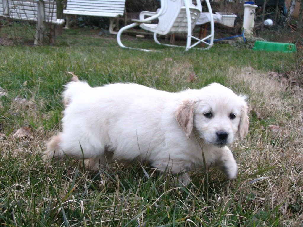 chiot golden retriever qui marche dans l'herbe