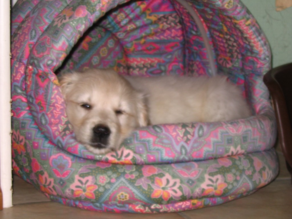 chiot golden retriever dans une niche en tissu