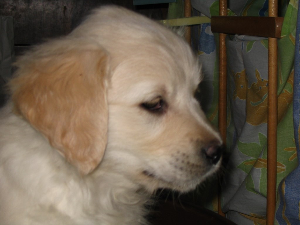 tête de chiot golden retriever