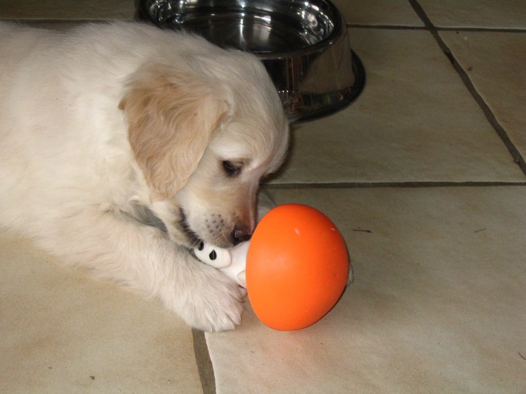 tête de chiot golden retriever avec un jouet