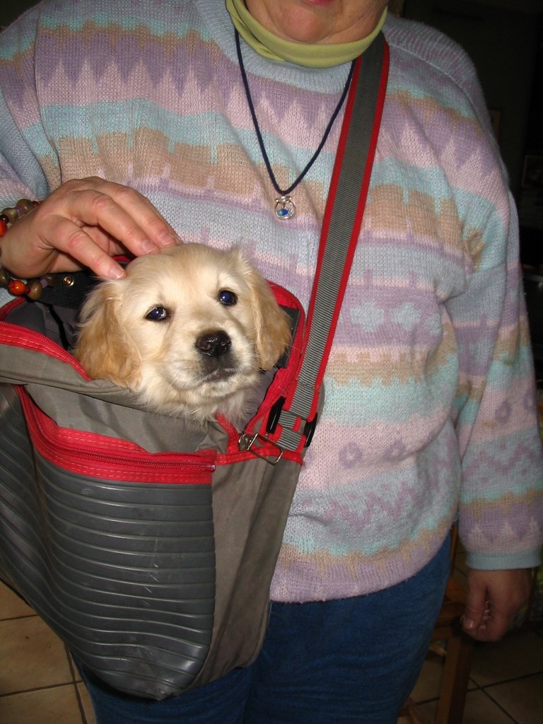 chiot golden retriever dans un cartable