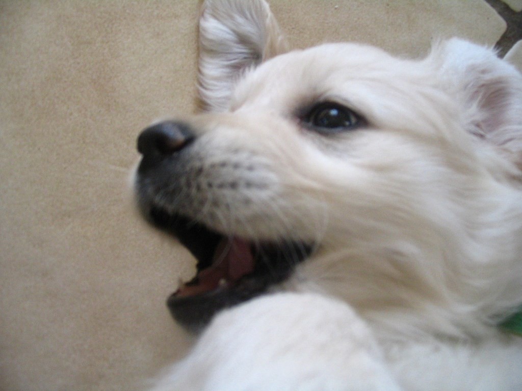 chiot golden retriever tête