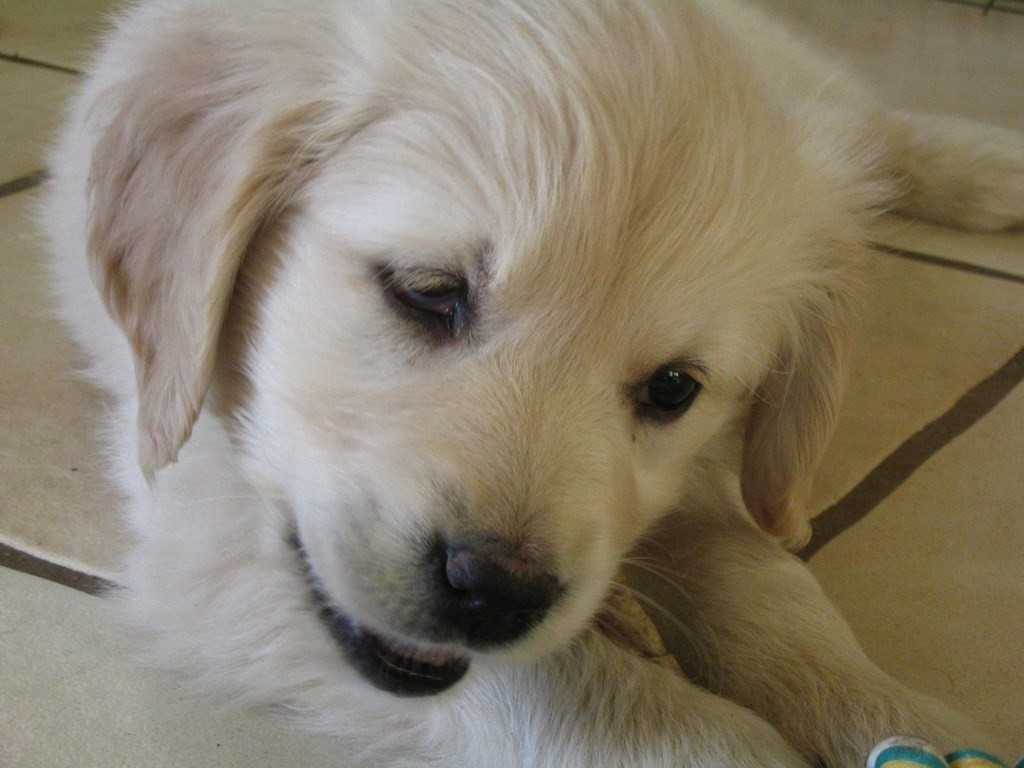 tête de chiot golden retriever