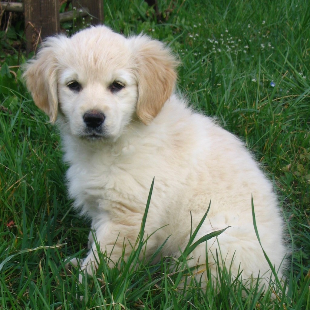 chiot golden retriever assis dans l'herbe