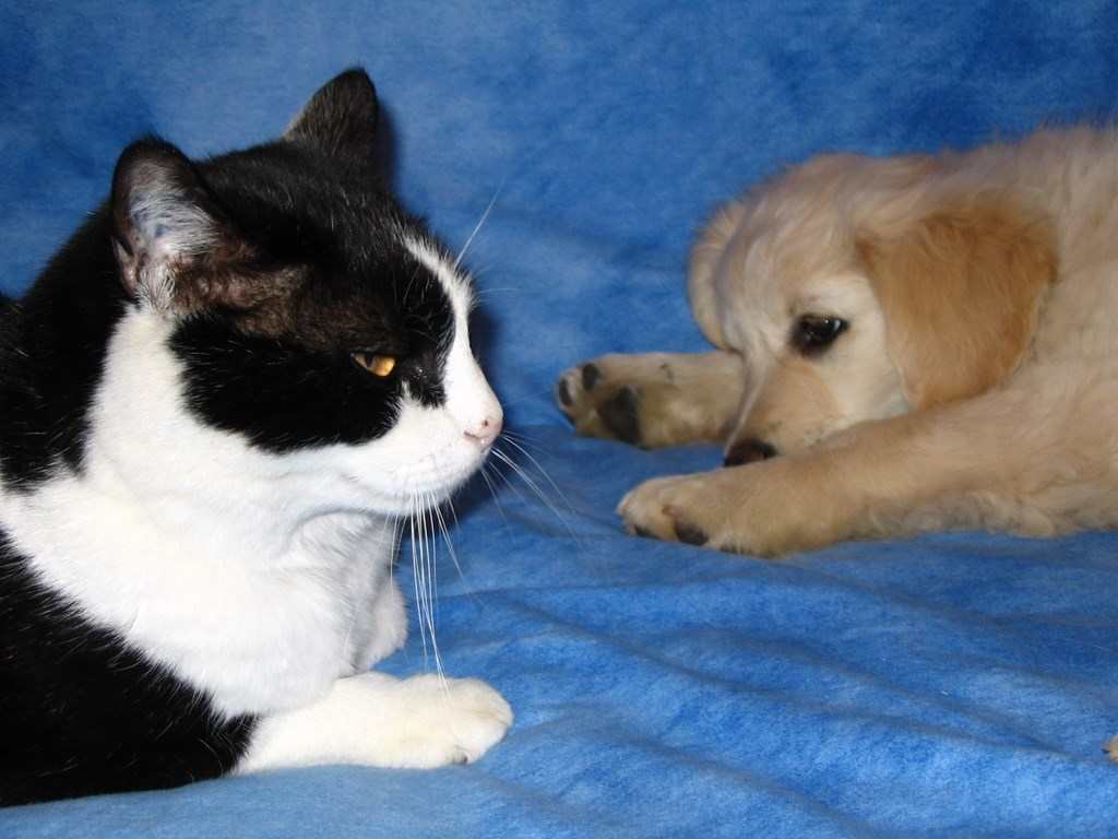 chiot golden retriever avec un chat