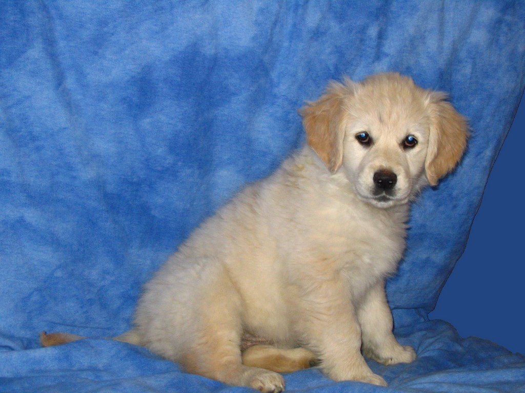 chiot golden retriever sur un fond bleu