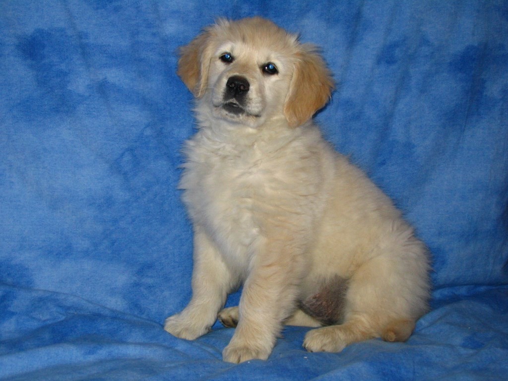 chiot golden retriever sur un fond bleu