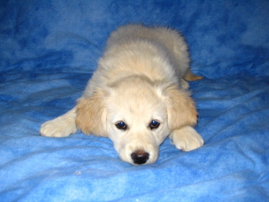 chiot golden retriever sur un fond bleu