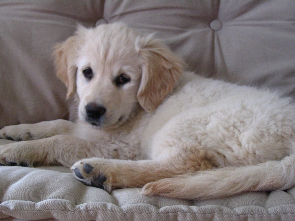 chiot golden retriever couché sur un canapé