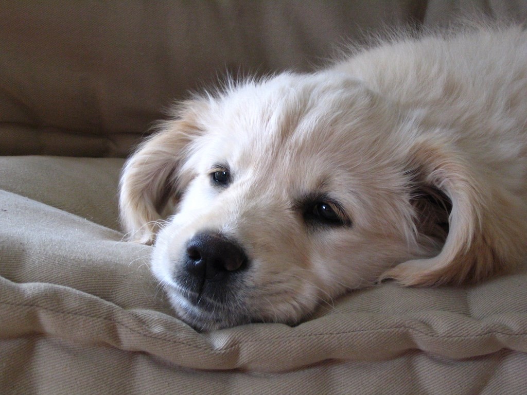 tête de chiot golden retriever couché sur un canapé