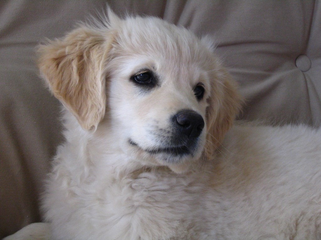 tête de chiot golden retriever couché sur un canapé