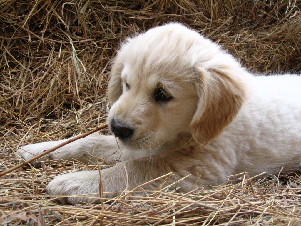 tête de chiot golden retriever couché sur la paille