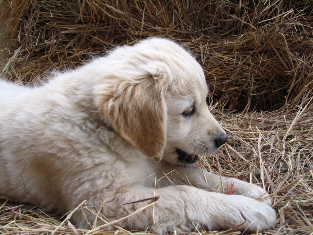 chiot golden retriever couché dans la paille