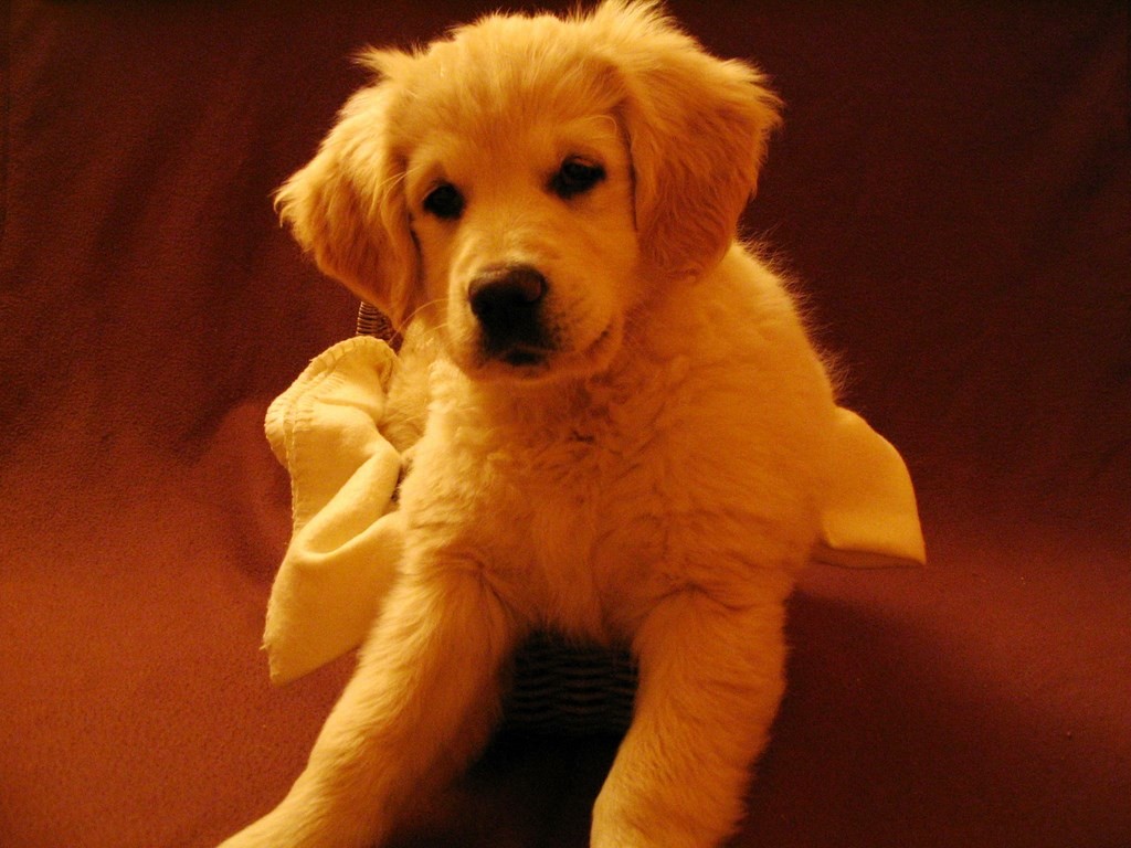 chiot golden retriever couché sur une couverture