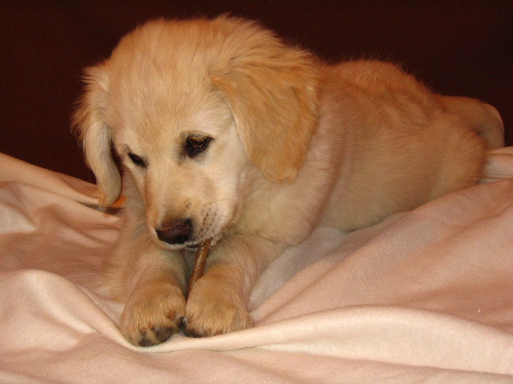 chiot golden retriever couché sur une couverture