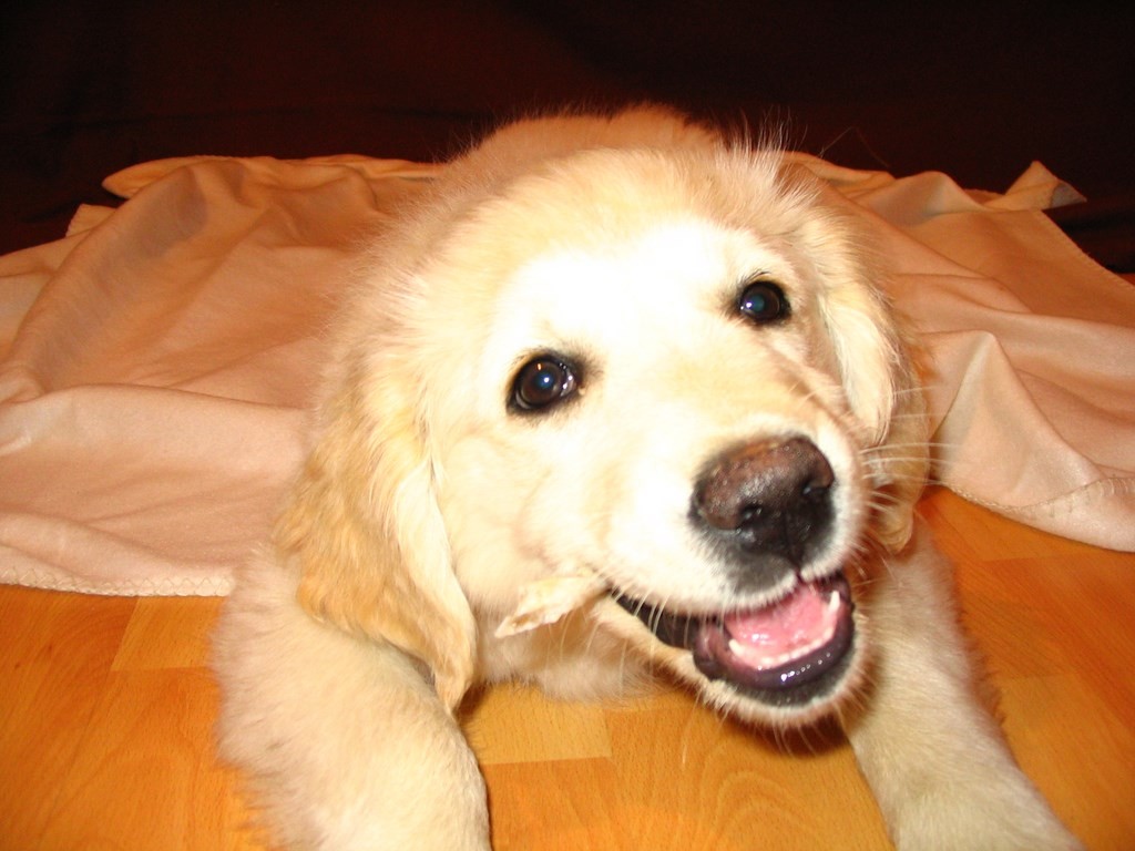 chiot golden retriever couché sur une couverture
