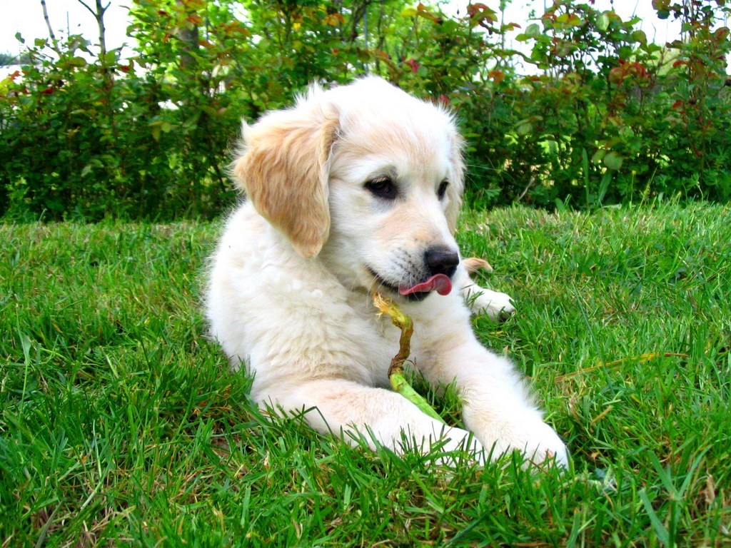 chiot golden retriever couché dans l'herbe