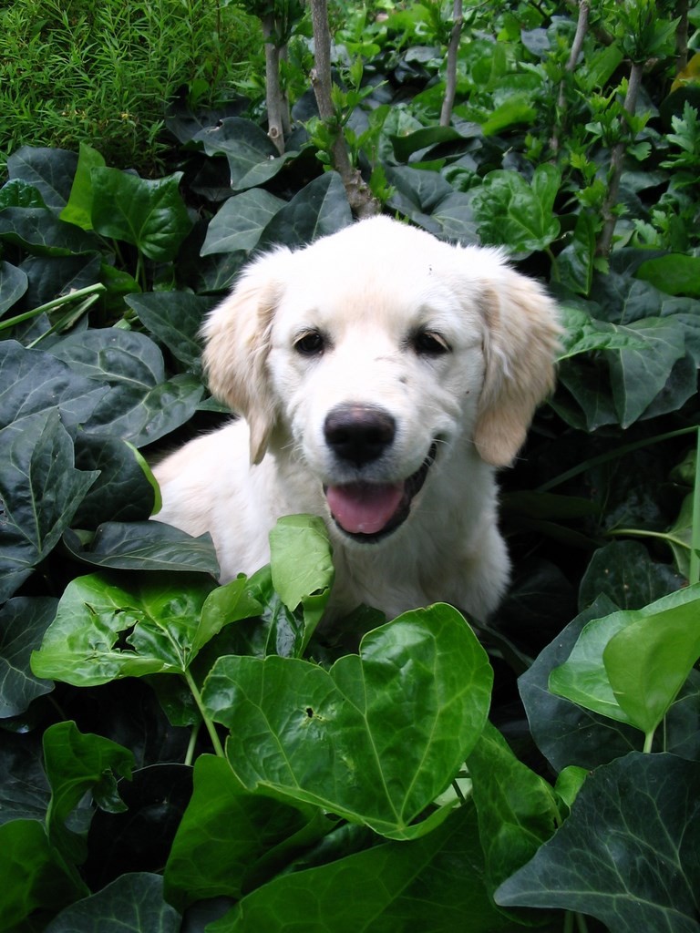 chiot golden assis dans du lierre