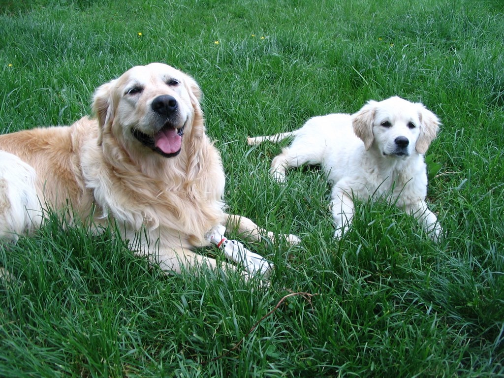 chiot et adulte golden retriever couchés dans l'herbe