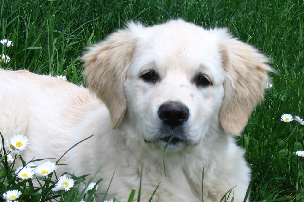 chiot golden retriever couché dans l'herbe avec des paquerettes