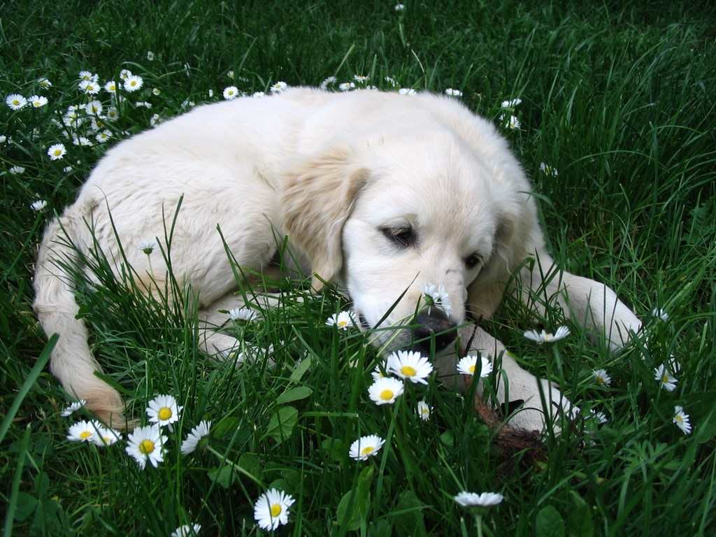 chiot golden retriever couché dans l'herbe avec des paquerettes