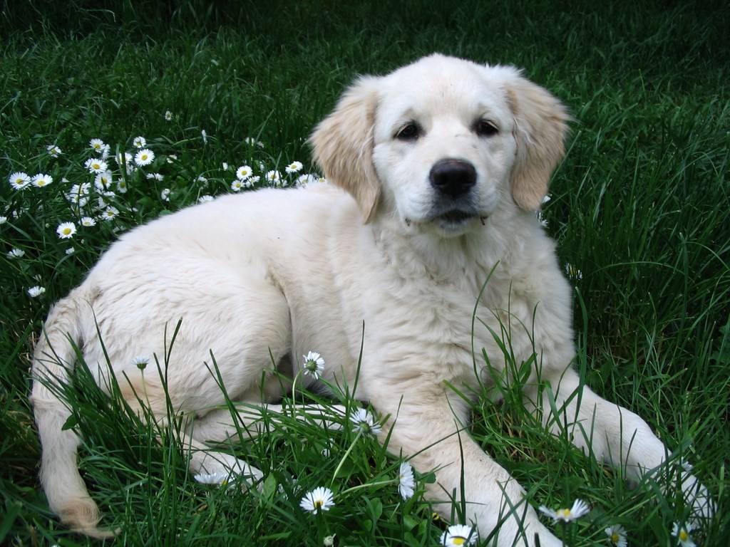 chiot golden retriever couché dans l'herbe avec des paquerettes