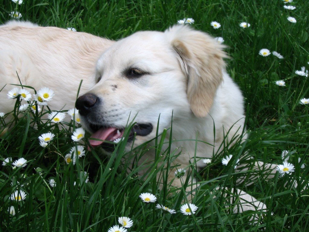 chiot golden retriever couché dans l'herbe avec des paquerettes