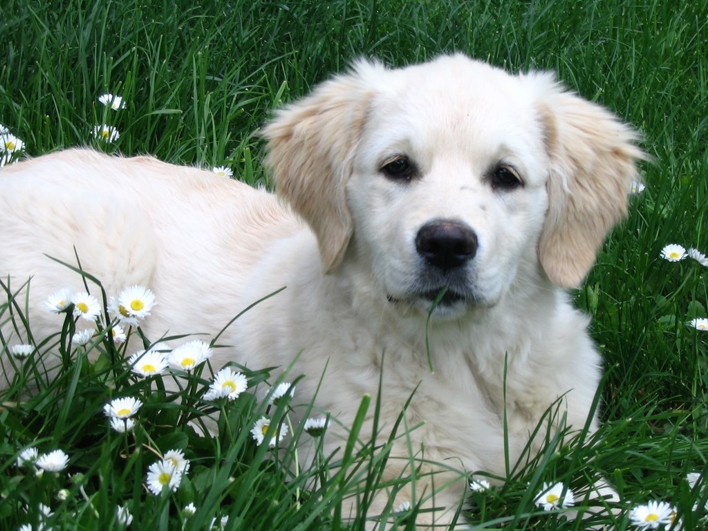 chiot golden retriever couché dans l'herbe avec des paquerettes