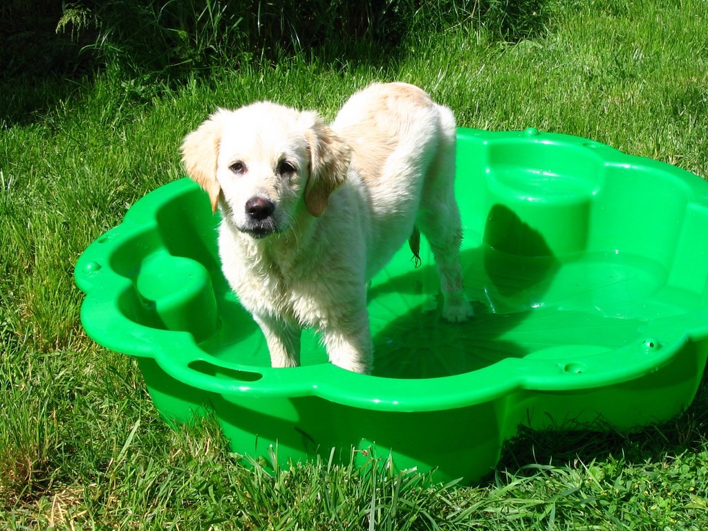 chiot golden retriever dans une piscine pour enfant